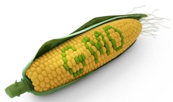 GMO corn