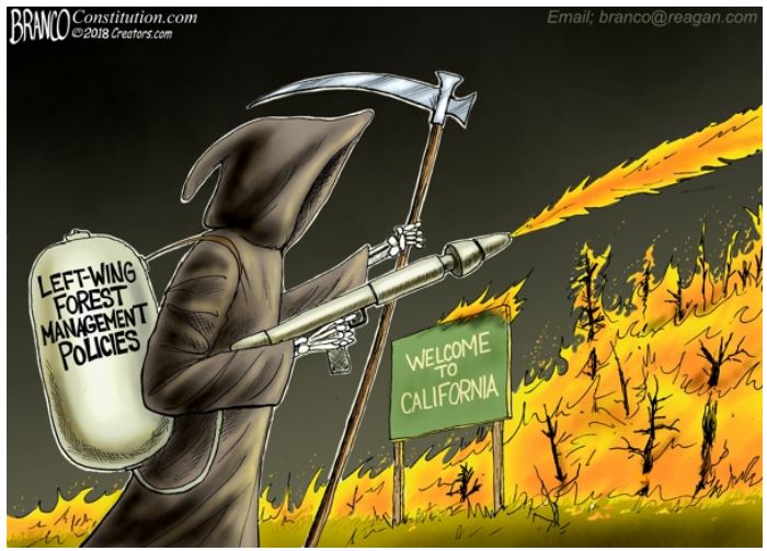 forest management branco