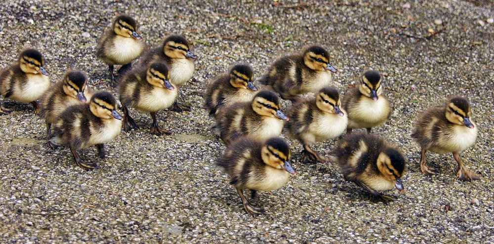 animals beak close up ducklings