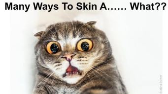 skin a cat