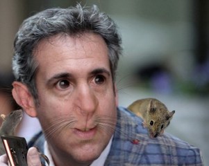 cohen rat