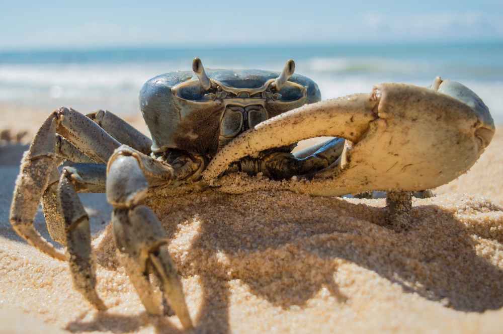 crab on beach
